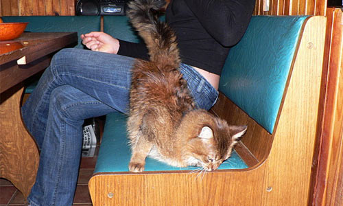 Кот по кличке Олигарх позирует дома на фоне джинсни