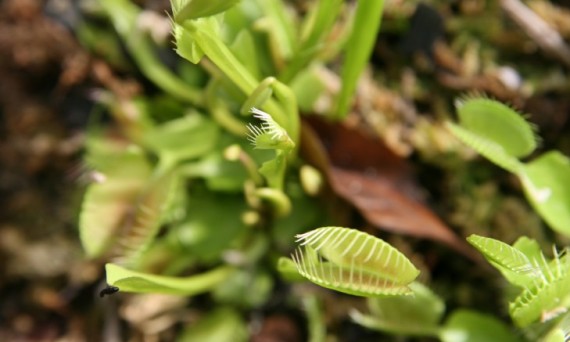 Хищное растение Venus Flytrap. 2012 год.